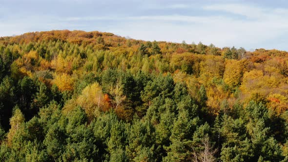 Drone flight over fall forest