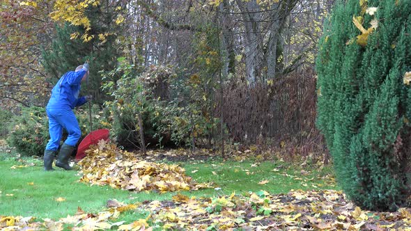 Young Man Rake Maple Leaves in Pile in Garden. Season Work.  