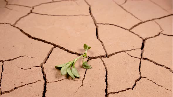 A Green Sprout Withered in the Dry Cracked Ground