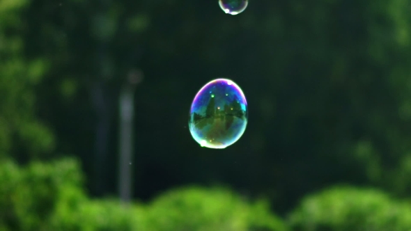 Two Small Soap Bubbles Flying And Shining. Metamorphosis Of Bubbles