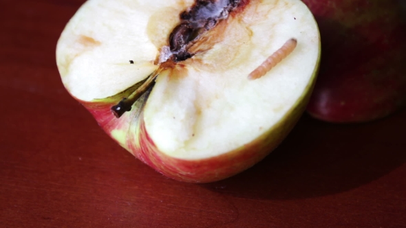 Worm Crawls Out Of The Tainted Apple