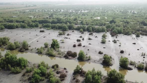 Aerial dead brown mangrove trees and green mangrove trees alt