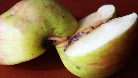 Worm Crawls Out Of The Tainted Apple alt