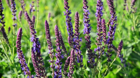 Flowering Salvia Officinalis In Meadow 