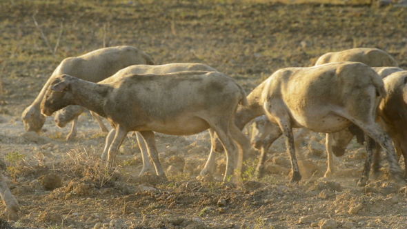 Flock of Sheep Walking and Grazing at Sunset alt