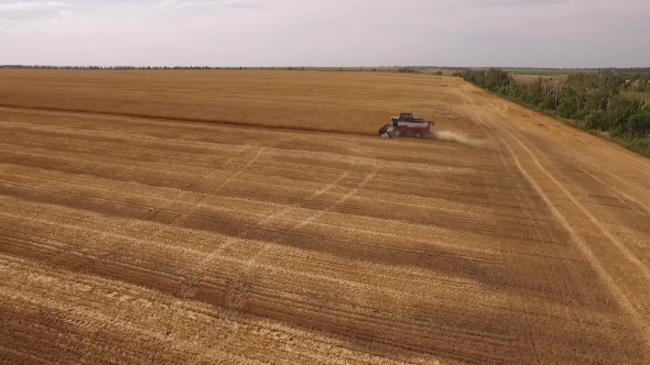 Combine Is Harvesting Golden Wheat, Parallel Aerial Shot, Field Near Green Forest