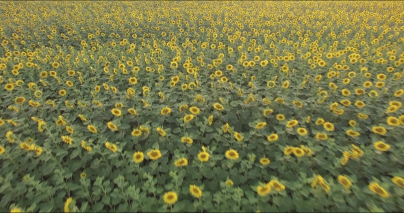 Field Of Sunflowers alt