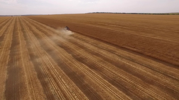 Drone Flying From Smoking Harvester On Golden Field Of Ripe Wheat, Showing Beautiful Landscape