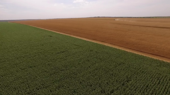 Aerial Shot Of Golden And Green Field Seeded Wheat, Corn And Rye, Drone Moving Back
