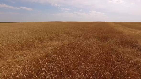 Drone Flying Low Over Swinging Ears Of Golden Wheat, Moving Up And Showing Large Field