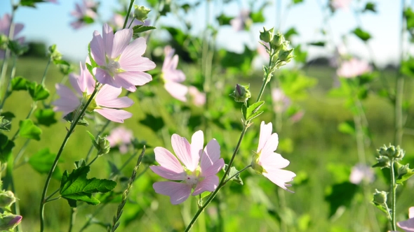 Purple Pink Meadow Mallow Flowers Malva 