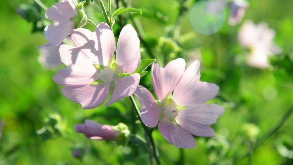 Purple Pink Meadow Mallow Flowers Malva 