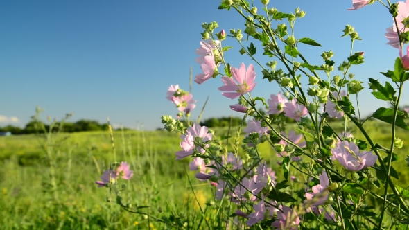 Purple Pink Meadow Mallow Flowers Malva