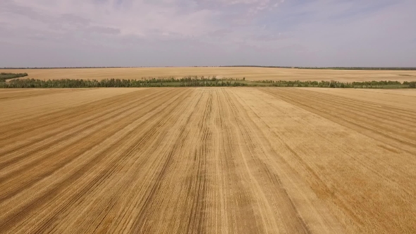 Round Aerial Panorama Of Golden Field Of Beveled Wheat In Sunny Weather In The End Summer