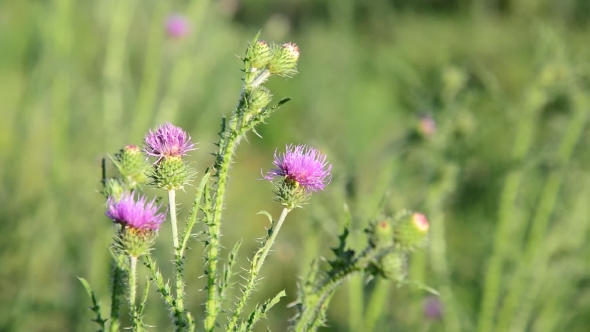 Thistle Flower In The Meadow At Summer