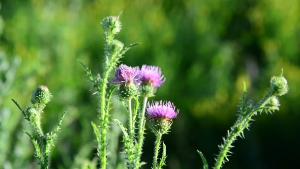Thistle Flower in the Meadow at Summer