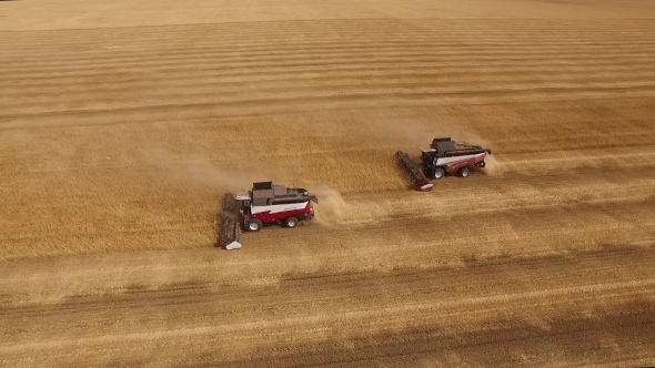 Two Combine Are Harvesting Wheat, Aerial Shot, Camera Showing Panorama Of Golden Field