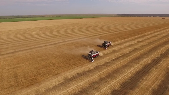 Drone Flying Around Two Smoking Combine Are Harvesting Wheat On Golden Field In Summer Day