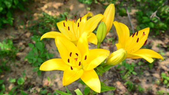 Large Yellow Lily In Flowerbed