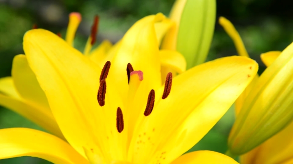 Yellow Lily With Large Stamens