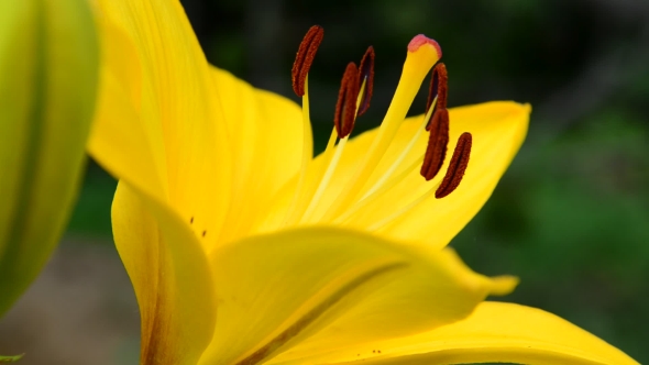 Yellow Lily With Large Stamens