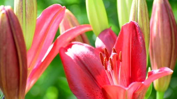 Large Pink Lily With a Bud In Flowerbed