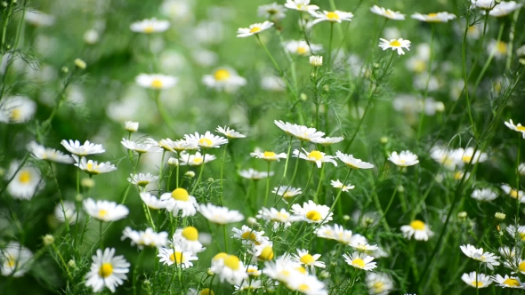 Wild Daisies Swaying On Strong Wind