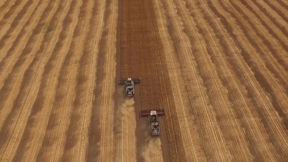 Aerial Top View Of Two Modern Harvesters Moving On a Field With Narrow Band Of Uncut Wheat