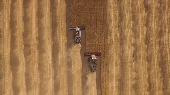 Two Harvesters Moving On Narrow Band Of Uncut Wheat