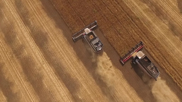 Three Modern Harvesters Are Working On Agricultural Grounds