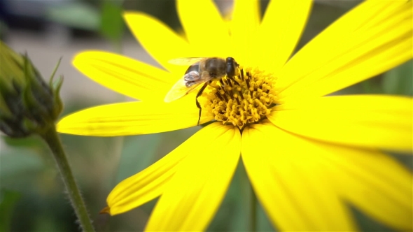 Close Bee On Yellow Flowers 