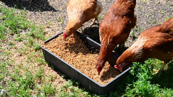 Home Chickens Peck Grain From Trough