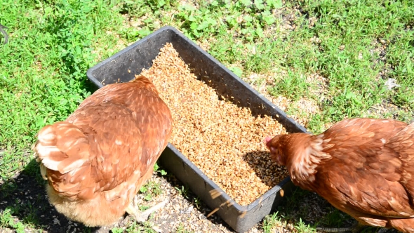 Home Chickens Peck Grain From Trough