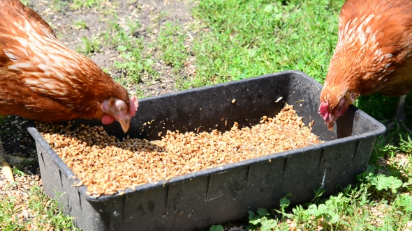 Home Chickens Peck Grain From Trough