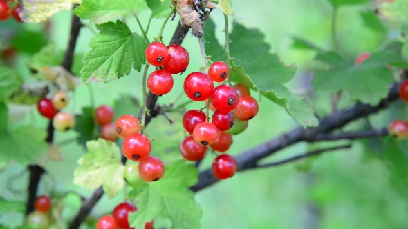 Branch Red Currant In The Garden