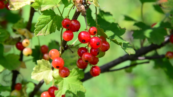 Branch Red Currant In The Garden On a Sunny Day