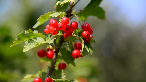 Branch Red Currant In The Garden On a Sunny Day