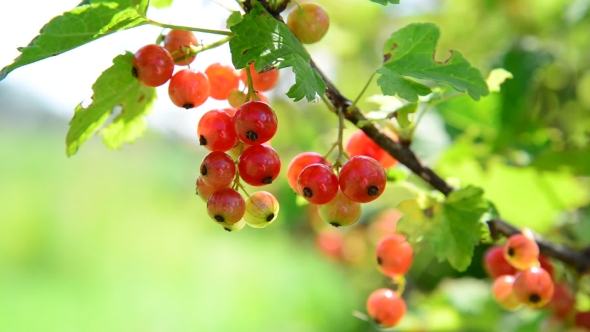 Ripe Red Currant Berries In Garden