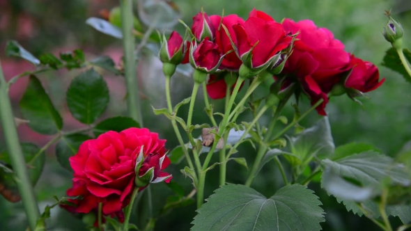The Bush Of Red Roses In Garden