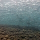Large School of Fish Swims in the Blue and Clear Waters of the Ocean - VideoHive Item for Sale