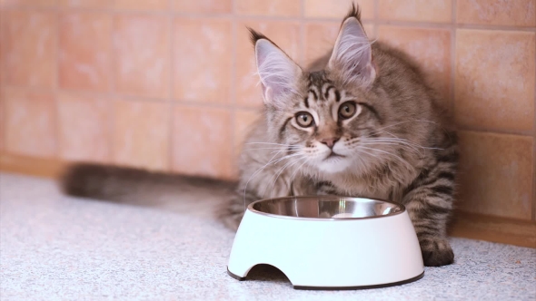 Maine Coon Cat Eating