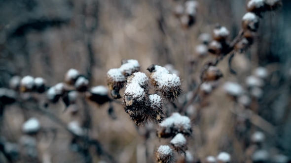 Burdock Prickly Head Under Snow