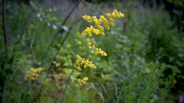 Yellow Lady's Bedstraw On Background Of Green Grass