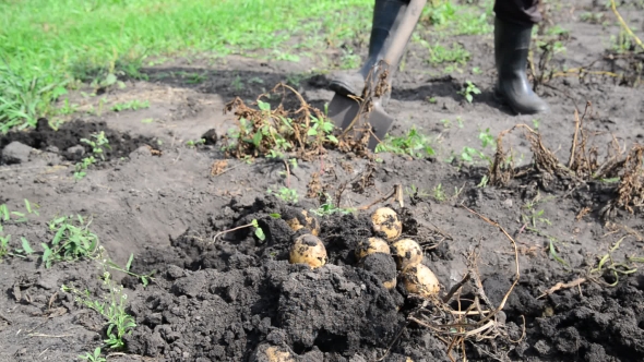 Man Digs Up Potatoes Out Of The Ground With a Shovel