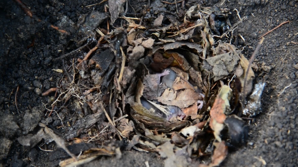 Newborn Little Mice In Nest Of The Field