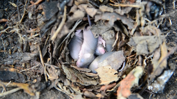 Newborn Little Mice In Nest