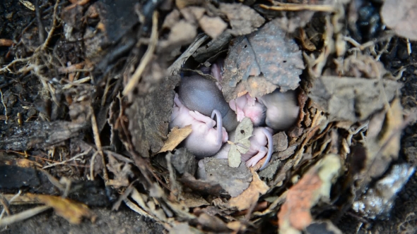 Newborn Little Mice In Nest Of The Field