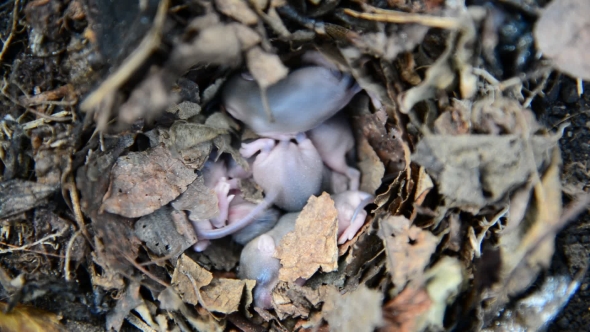 Newborn Little Mice In Nest Of The Field