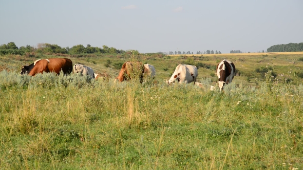 Herd Of Cows Grazing In Meadow