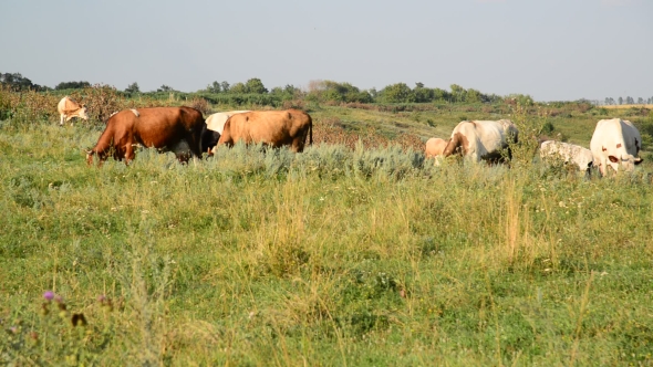 Herd Of Cows Grazing In Meadow